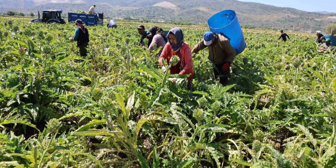 Tarlada ‘Yeşil elmas’ mesaisi sürüyor! Tanesi 35 TL’den çıkıyor 1